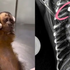 Maria macaca-prego baleada pode ficar paraplégica