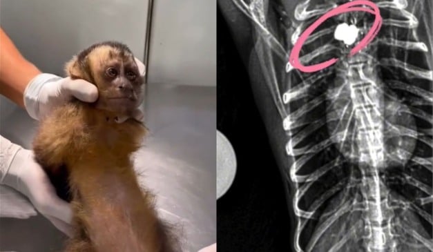 Maria macaca-prego baleada pode ficar paraplégica