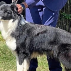 Miguel, um dos cães da raça border collie sequestrados. Foto: Acervo pessoal