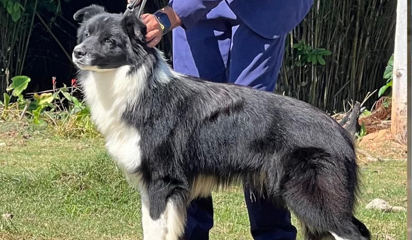 Miguel, um dos cães da raça border collie sequestrados. Foto: Acervo pessoal