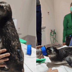 Sete pinguins resgatados em praias do ES recebem transmissores e serão monitorados por satélite