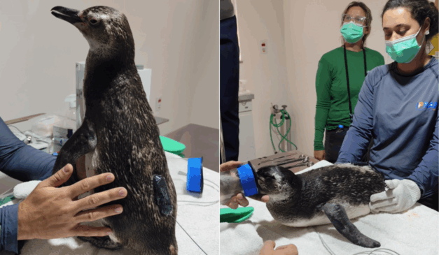 Sete pinguins resgatados em praias do ES recebem transmissores e serão monitorados por satélite