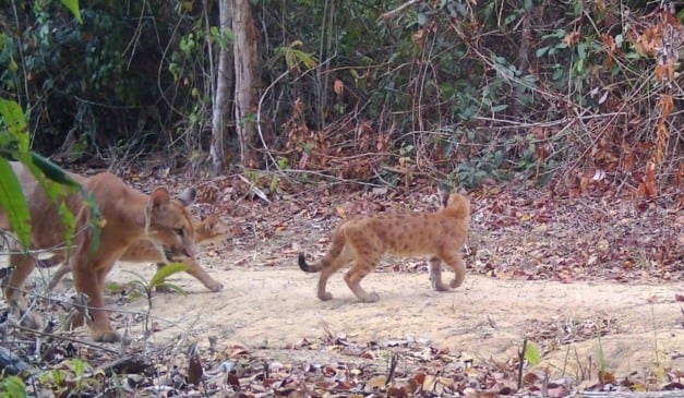 Raridade ondas pardas trigêmeas nascem em Sooretama