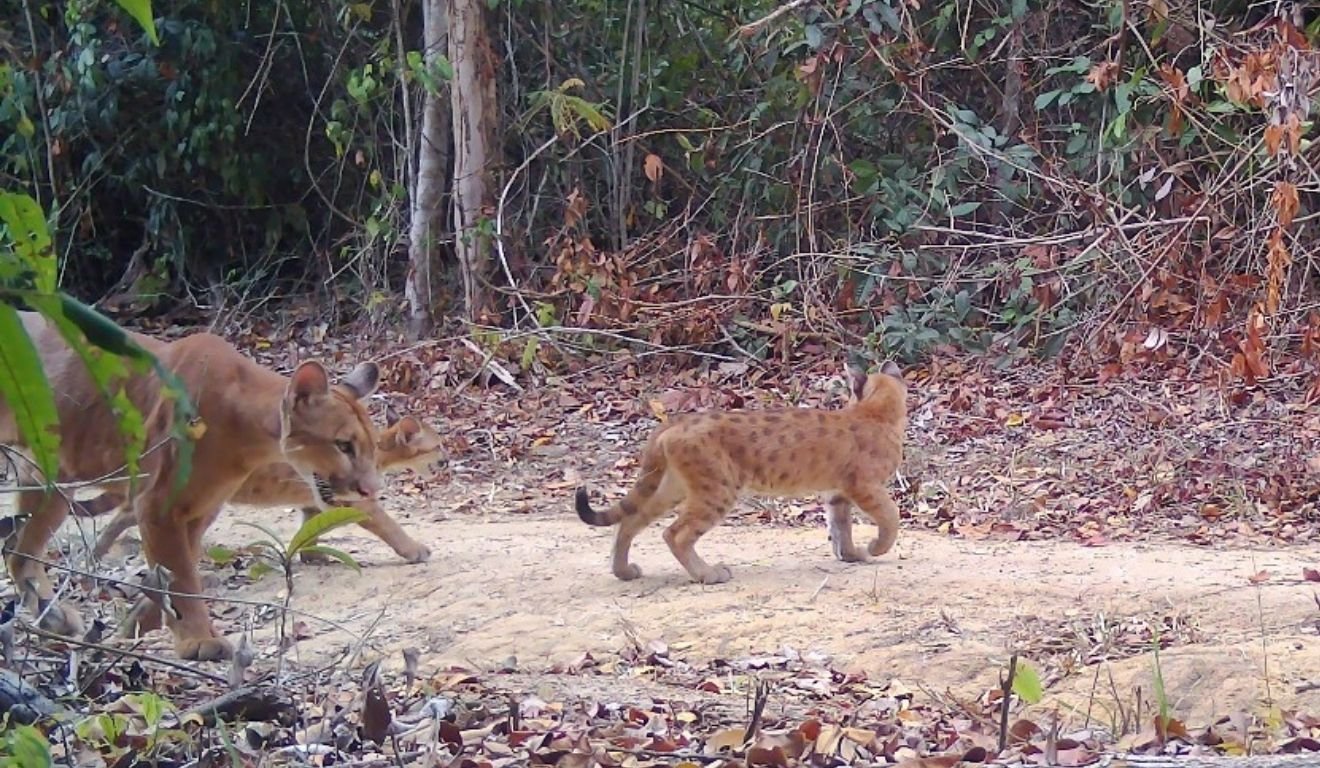 Raridade ondas pardas trigêmeas nascem em Sooretama