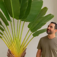Ravenala 4 truques para deixar a planta gigante e saudável