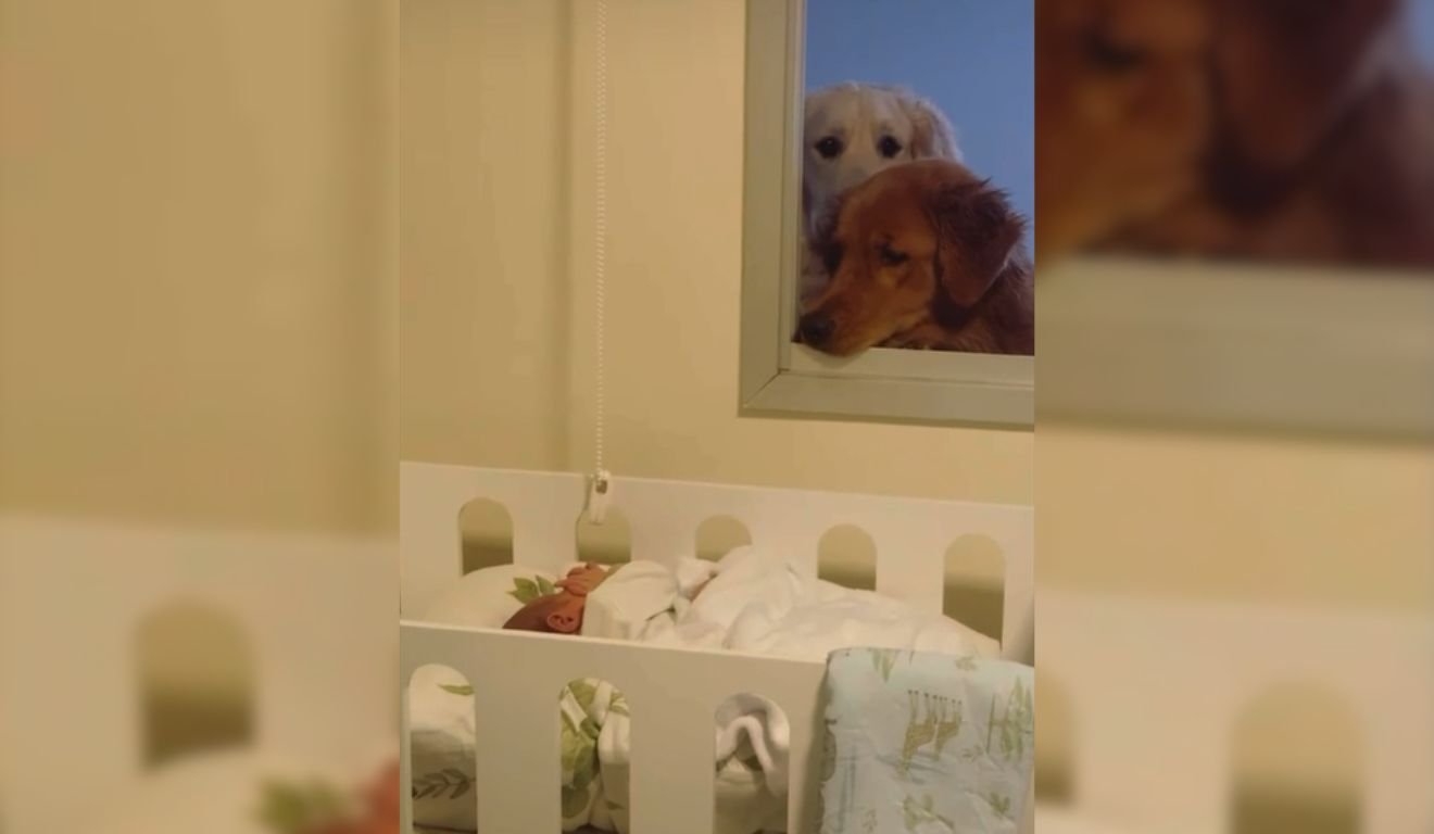Reação dos cães Zezo e Maya conhecendo o bebê Alexandre emocionou a internet. Foto: Arquivo pessoal Reação dos cães Zezo e Maya conhecendo o bebê Alexandre emocionou a internet. Foto: Arquivo pessoal