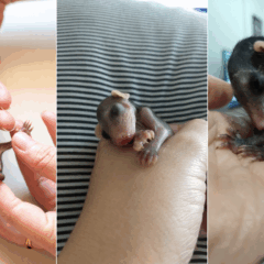 Uma história de sobrevivência no ES: trio de gambás ganha nova chance na natureza