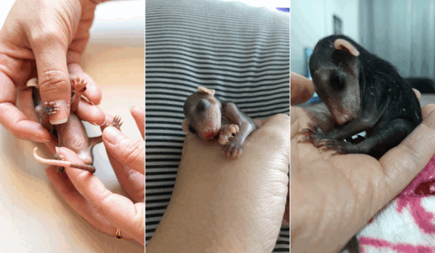 Uma história de sobrevivência no ES: trio de gambás ganha nova chance na natureza