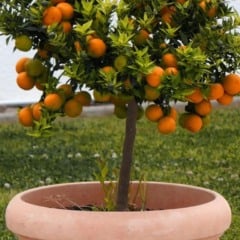 Plante em casa: 3 árvores que dão frutos o ano todo