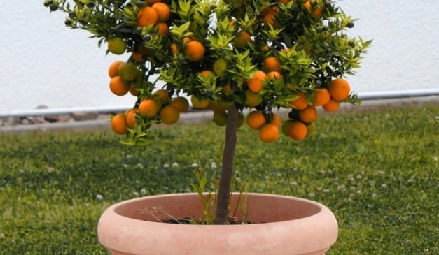 Plante em casa: 3 árvores que dão frutos o ano todo