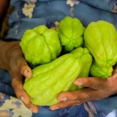 Caldo de chuchu para emagrecer: receita simples que seca barriga