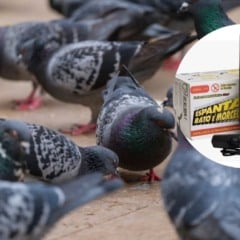 Invenção põe fim aos pombos e morcegos invasores em casa