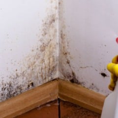 Receita caseira infalível para acabar com o mofo em minutos. (Foto: Freepik)