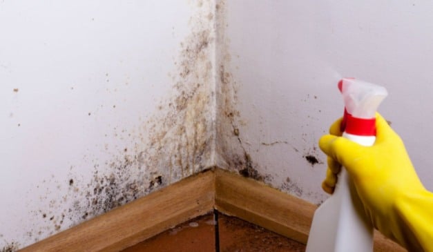 Receita caseira infalível para acabar com o mofo em minutos. (Foto: Freepik)