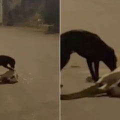 Pitbull é baleado em Cariacica
