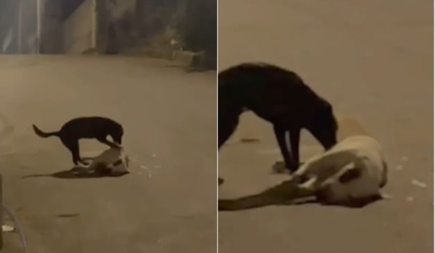 Pitbull é baleado em Cariacica