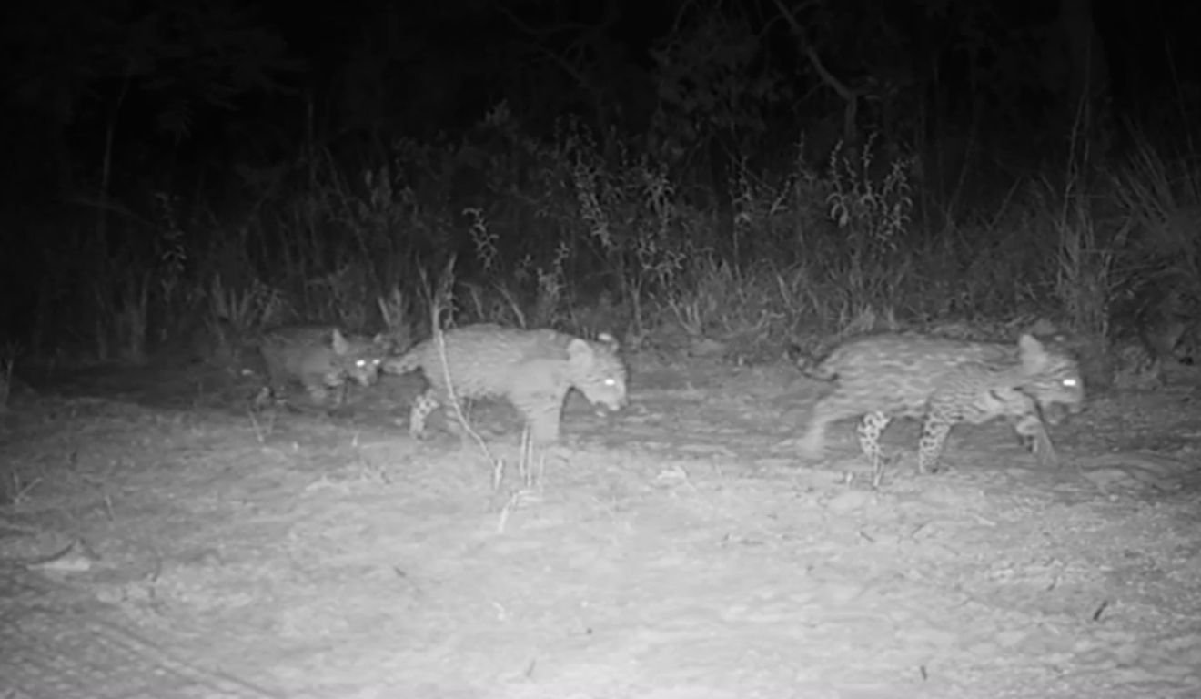 onças-pintadas trigêmeas são registradas no Parque Nacional Grande Sertão Veredas