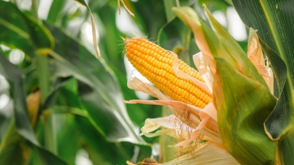 Espírito Santo amplia produção e produtividade e chega a 71,3 mil toneladas de grãos na safra 24/25