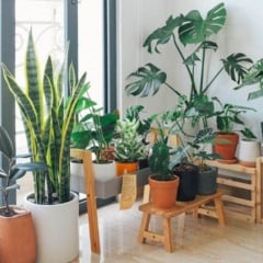 7 plantas que mudam a energia da sua casa