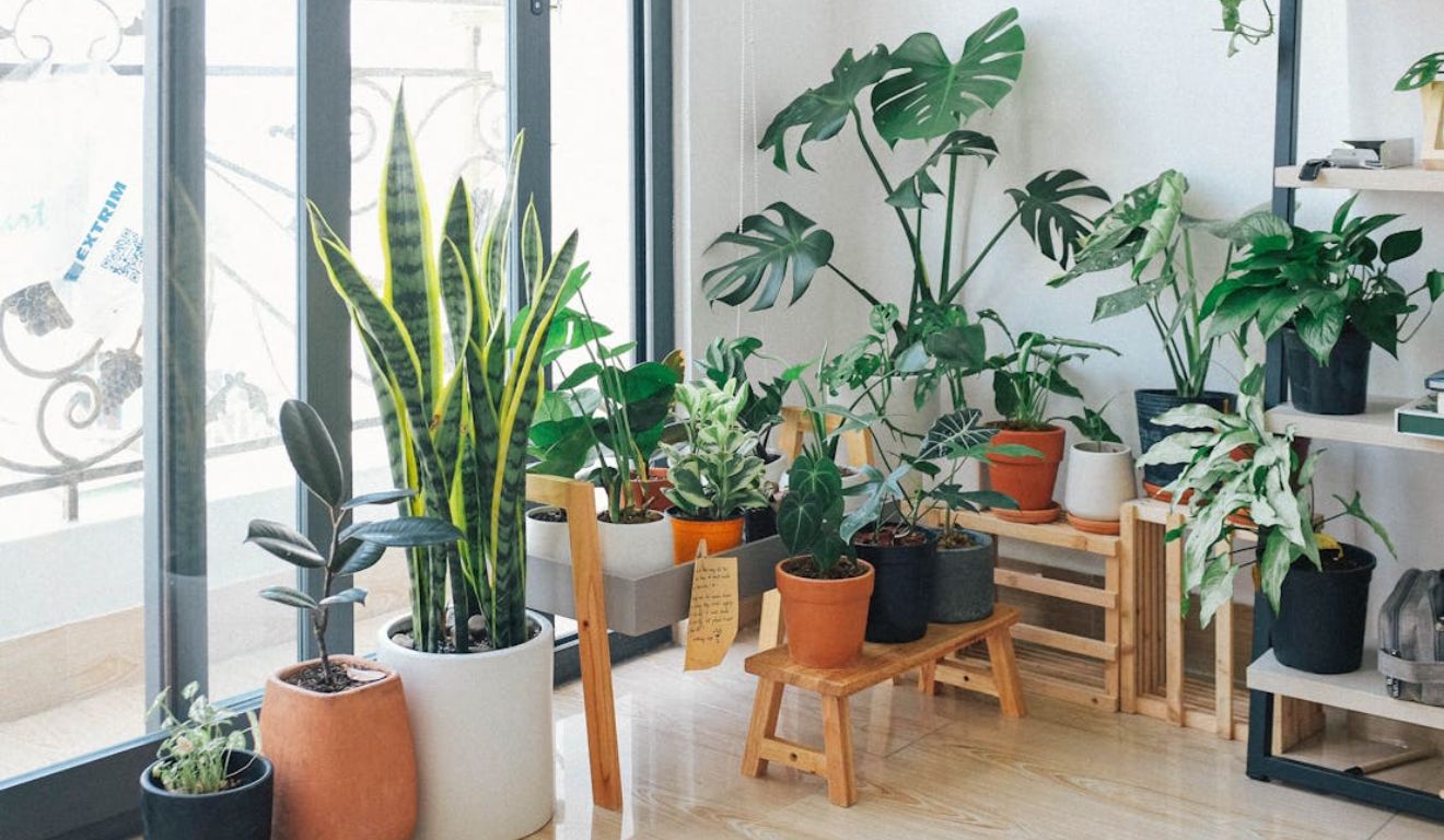 7 plantas que mudam a energia da sua casa 7 plantas que mudam a energia da sua casa