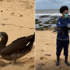 Após acidentes com kitesurf e linha de pesca, aves são reabilitadas e soltas no ES