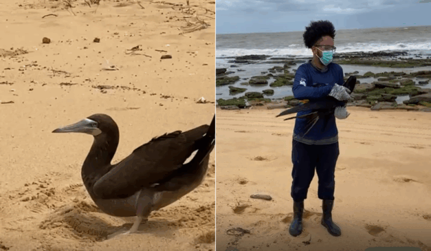Após acidentes com kitesurf e linha de pesca, aves são reabilitadas e soltas no ES