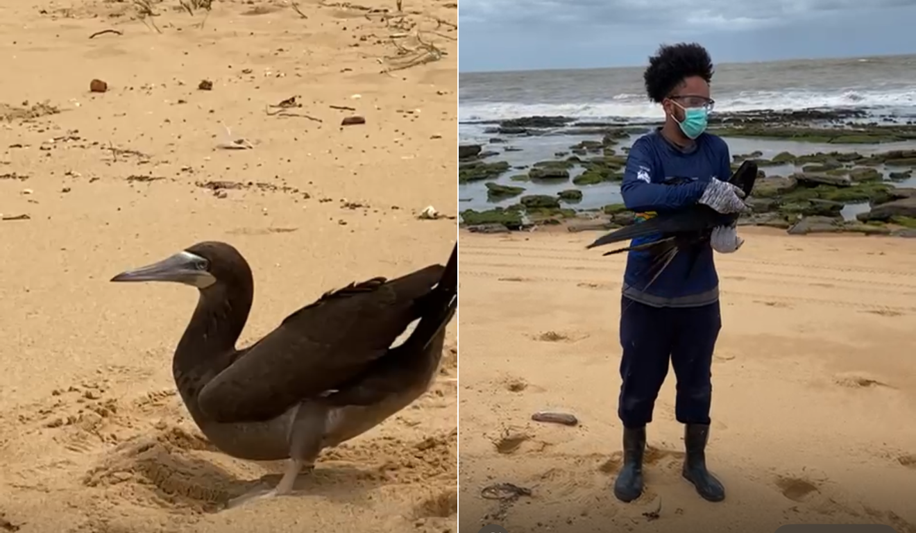 Após acidentes com kitesurf e linha de pesca, aves são reabilitadas e soltas no ES