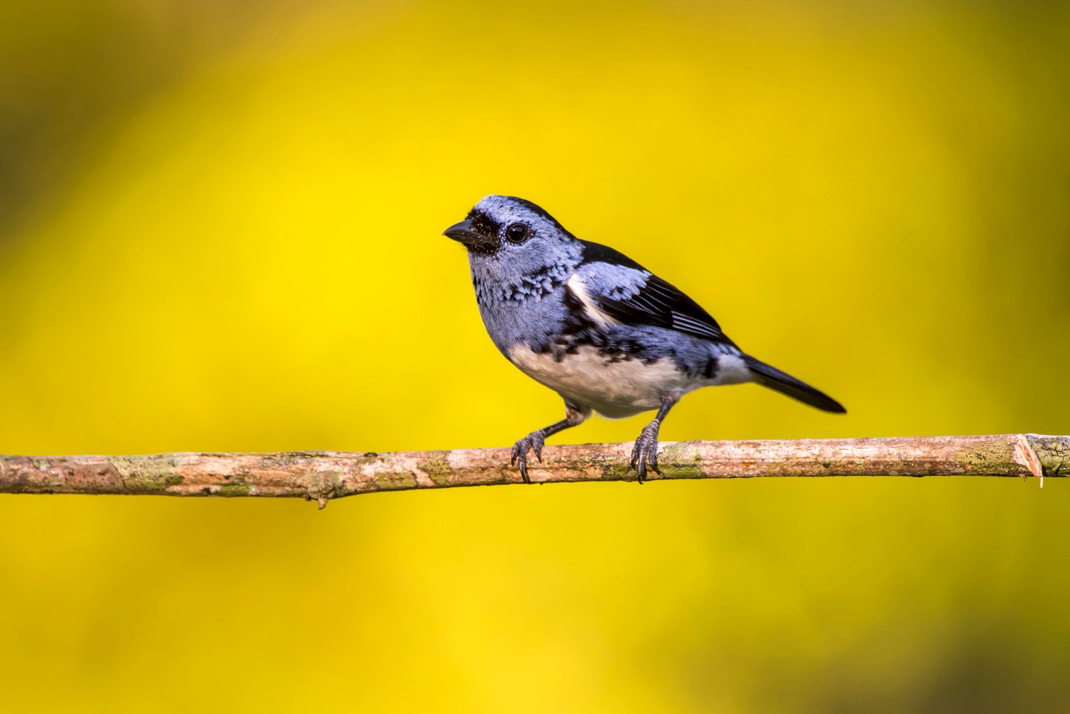 White-bellied Tanager (Tangara brasiliensis) photographed in Sooretama/Linhares, Espírito Santo - Southeast of Brazil. Atlantic Forest Biome.