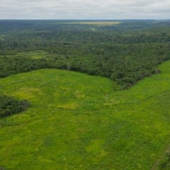 Objetivo da Suzano com o financiamento do BNDES é conectar áreas antes degradadas para, assim, melhorar o meio ambiente de Cerrado, Mata Atlântica e Amazônia. Crédito: Divulgação/Suzano