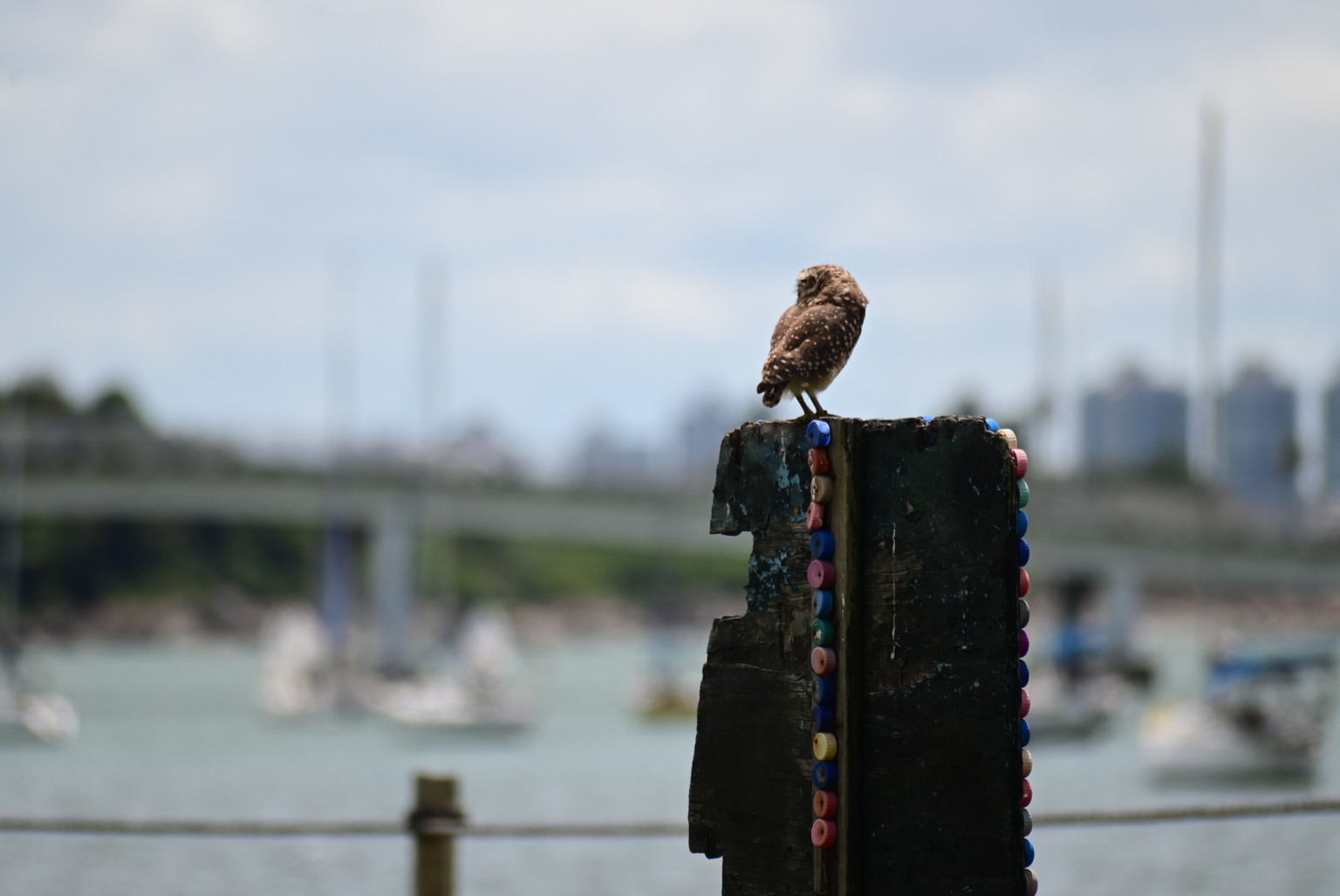 3° Etapa do Estadual de Va'a. Canoa Havaiana. Curva da Jurema, Vitória