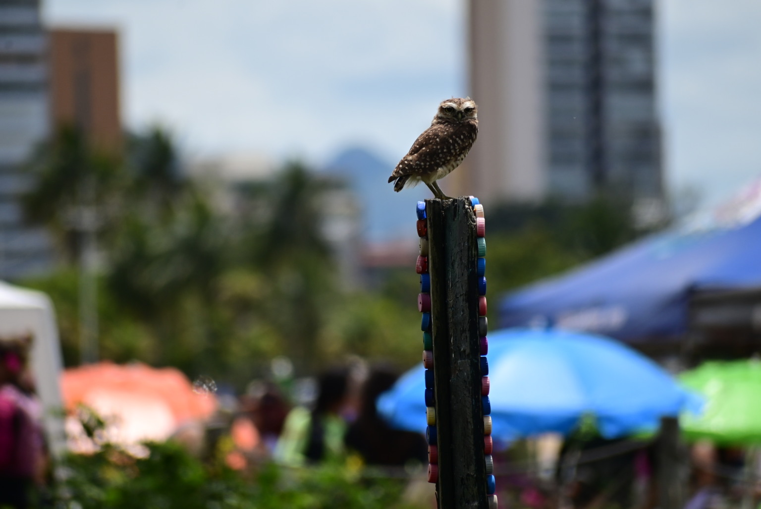 3° Etapa do Estadual de Va'a. Canoa Havaiana. Curva da Jurema, Vitória