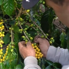 Produtores do Espírito Santo colhem resultados com agricultura regenerativa