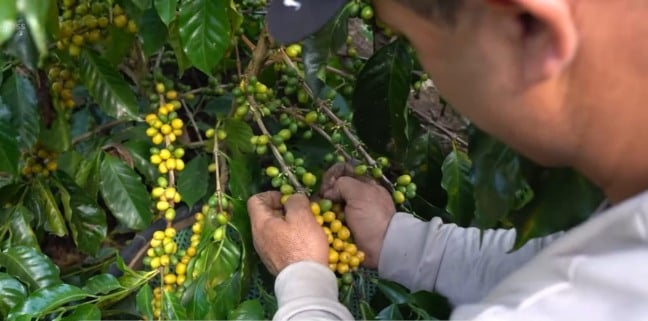 Produtores do Espírito Santo colhem resultados com agricultura regenerativa