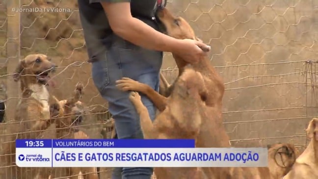 Casos de maus-tratos envolvendo animais ainda são uma realidade