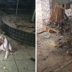 Reprodução/PCES