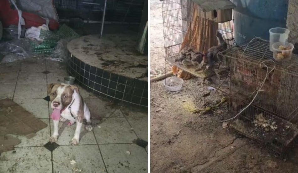 Reprodução/PCES