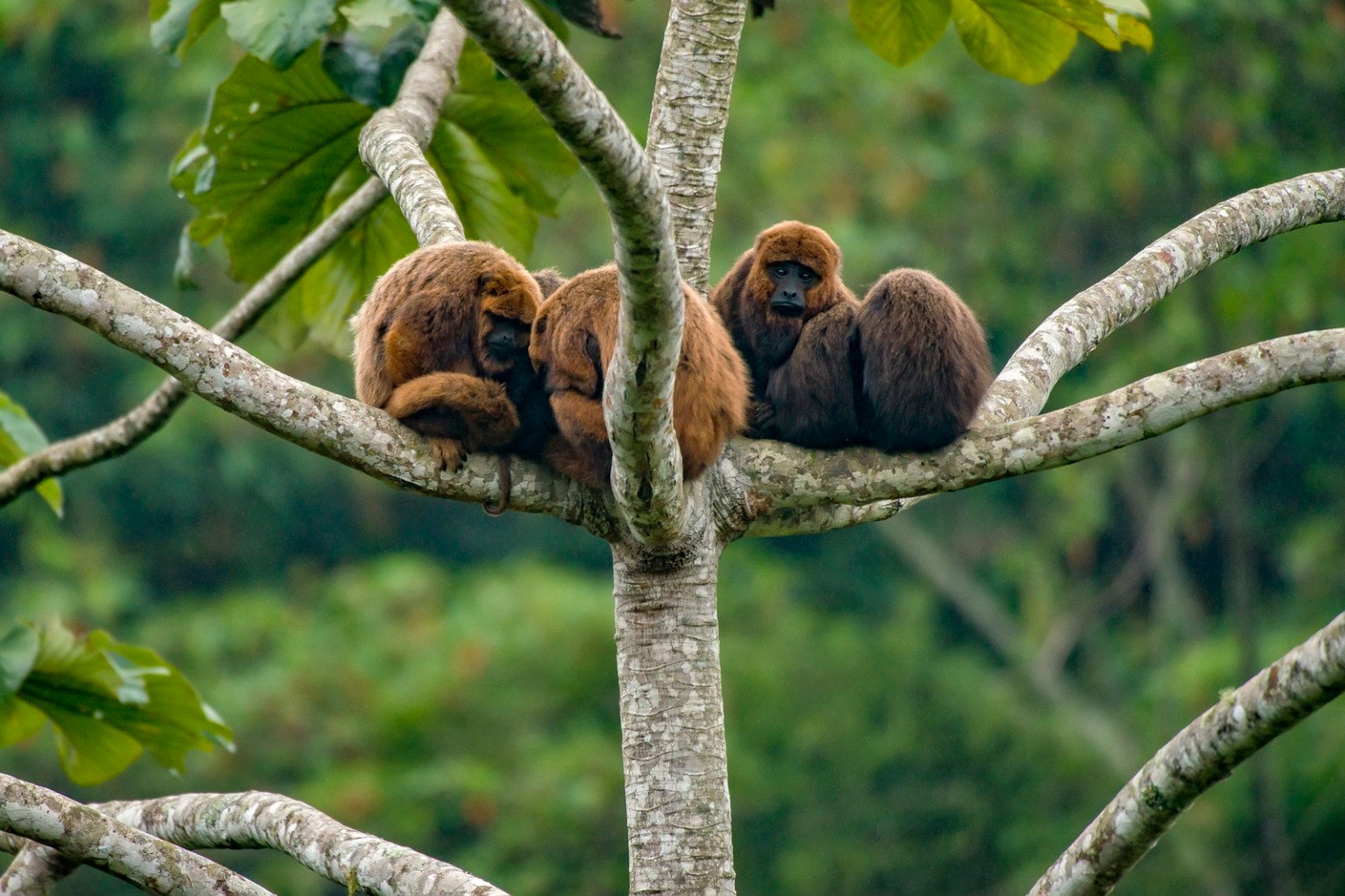Fotografias de natureza utilizadas para discutir causas ambientais diversas no Espírito Santo nas últimas décadas. Fotos: Leonardo Merçon