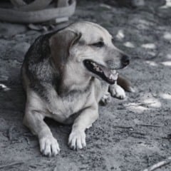 Cachorro abandonado nas ruas