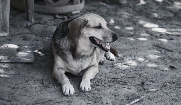Cachorro abandonado nas ruas