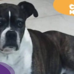 Kiara, cadela idosa, some em Cariacica. (Foto: arquivo pessoal)