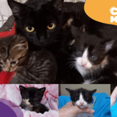 Gatinhos e mãe abandonados em Cariacica buscam um novo lar. (Foto: arquivo pessoal)