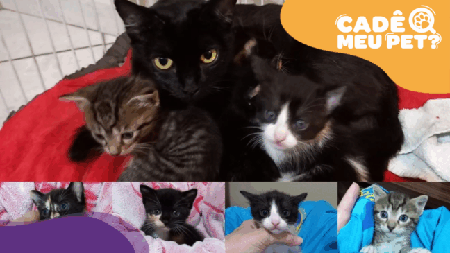 Gatinhos e mãe abandonados em Cariacica buscam um novo lar. (Foto: arquivo pessoal)