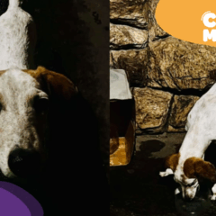 Cão abandonado em Cariacica. (Foto: arquivo pessoal)