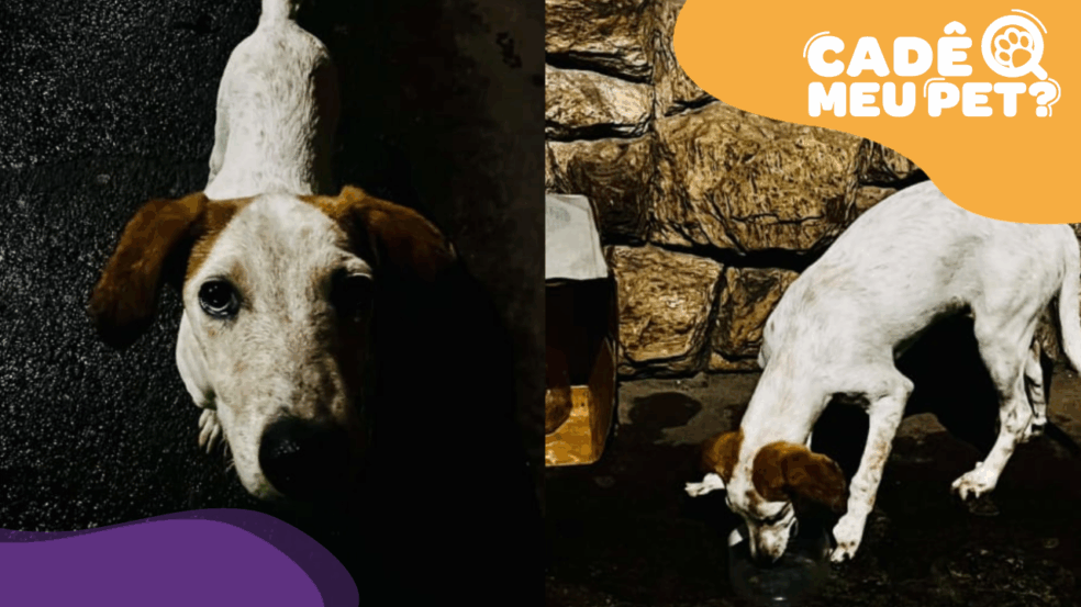 Cão abandonado em Cariacica. (Foto: arquivo pessoal)