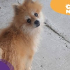 Caramelo. cão da raça Lulu da Pomerânia. (Foto: arquivo pessoal)