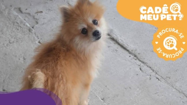 Caramelo. cão da raça Lulu da Pomerânia. (Foto: arquivo pessoal)