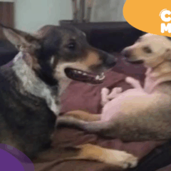 Grandão e Pipoca, cães desaparecem em Vila Velha. (Foto: arquivo pessoal)