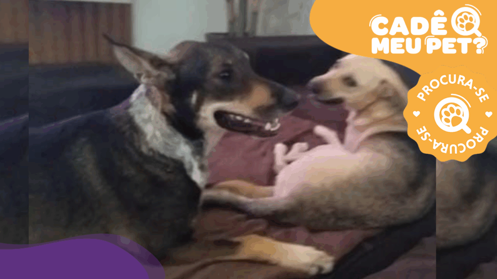 Grandão e Pipoca, cães desaparecem em Vila Velha. (Foto: arquivo pessoal)