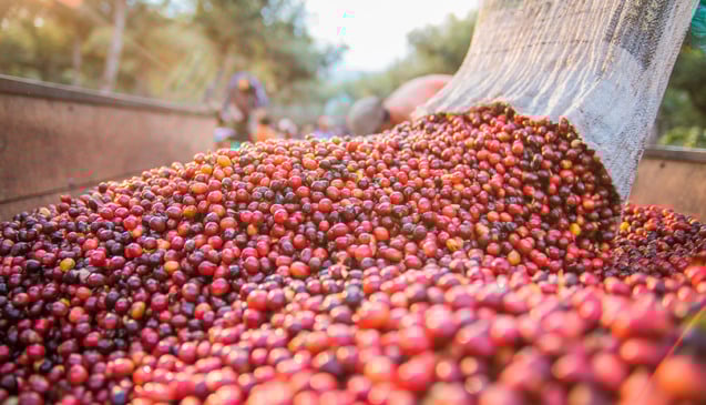 Exportações de café do Brasil caem 18% e setor cobra ação contra tarifaço
