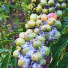 Café conilon: fase de expansão dos frutos exige atenção redobrada ao controle da cochonilha